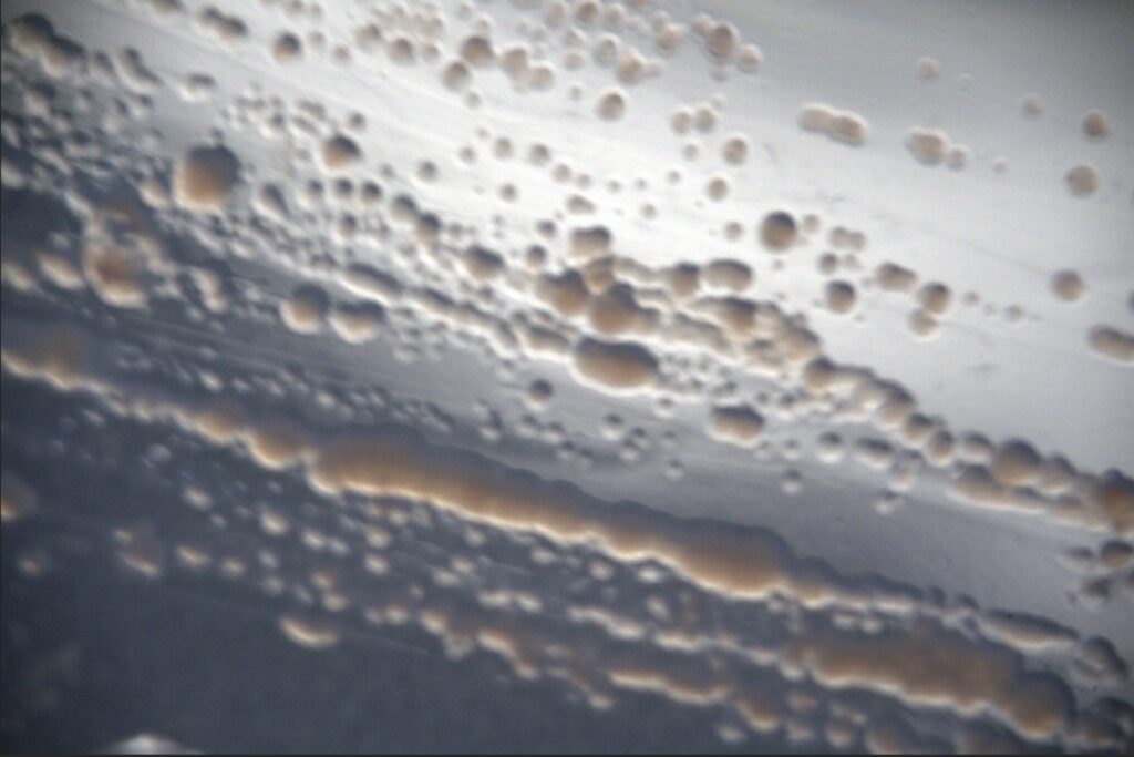 Roseovarius-sp-1024x683 Del desierto de Atacama al espacio: bacterias chilenas podrían revelar vida en otros planetas