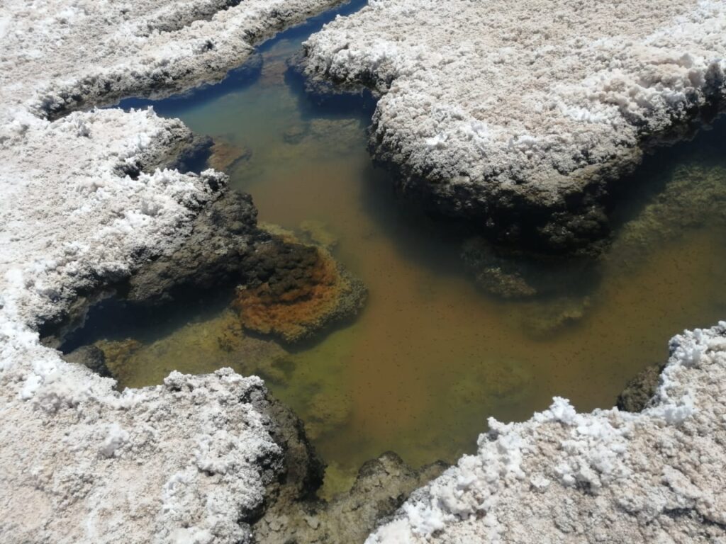 Salar-de-Llamara-2-1024x768 Del desierto de Atacama al espacio: bacterias chilenas podrían revelar vida en otros planetas